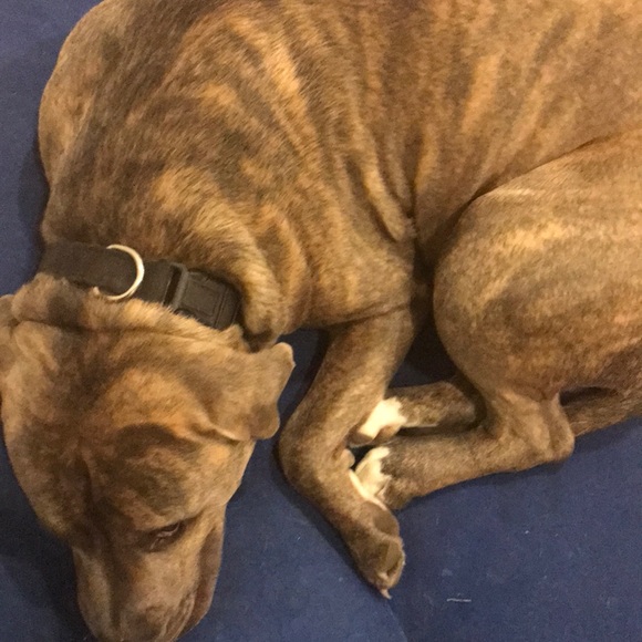 Meet your Posher, Rohan - Picture 1 of 1